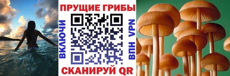 shop Telegram  Великий Новгород  Псилоцибиновые грибы мицелий 